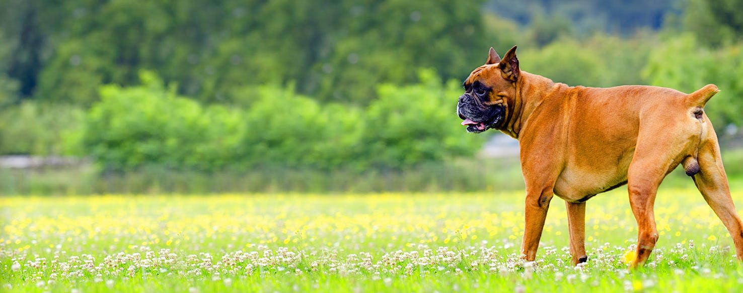 Indiana Jones Inspired Dog Names Popular Male and Female Names Wag!